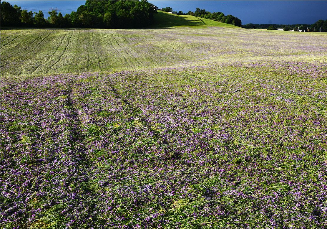 Fieldflowers - Field (2320x776), Png Download