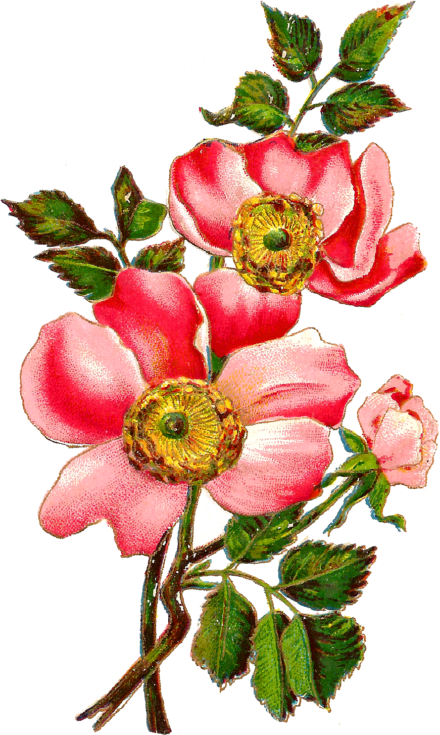 Flower Rose Download Image - Digital Flower (959x1526), Png Download