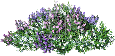 Clovers - Bush Of Flowers Png (450x450), Png Download