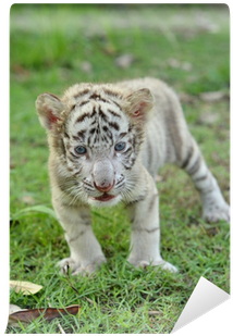 Bengal Tiger (400x400), Png Download