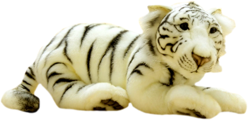 Baby Tigers - Siberian Tiger (500x243), Png Download