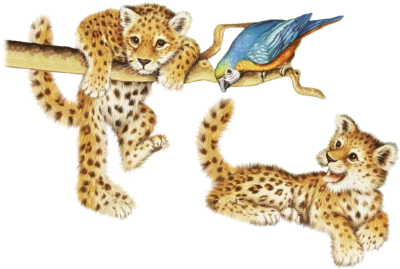 Baby Tigers - African Leopard (600x422), Png Download