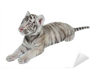 Tiger (400x400), Png Download