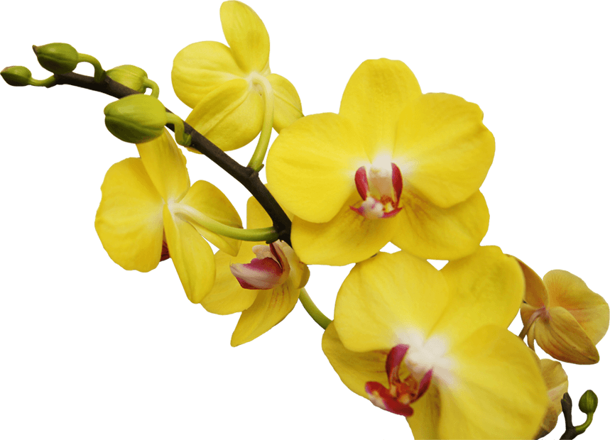 Posterior A Esto Continúa Cuidando Tu Orquídea Como - Orquideas Png (859x620), Png Download