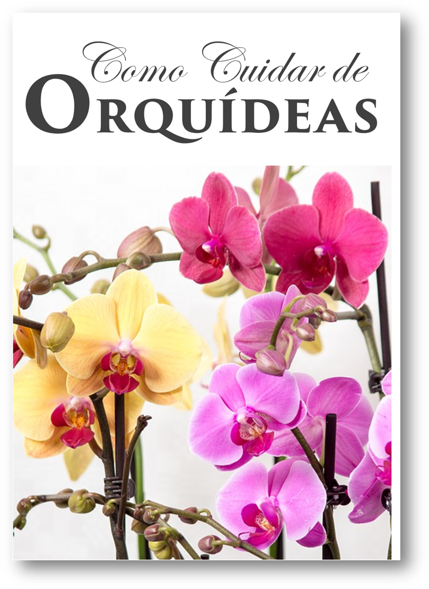 Orquideas Livro Tips, Search, Orchids, Hair Slide, - Orchids (990x1222), Png Download