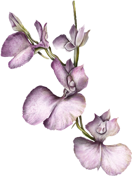 Chiguana - Orquideas Josefinas Png (600x600), Png Download