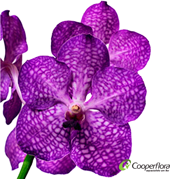 Orquidea Vanda H Pintalgada Lilas - Cooperflora (600x600), Png Download