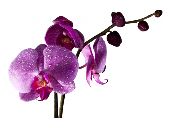 V Orquídeas De Color Magenta - Paisajes Con Magenta Color (586x440), Png Download