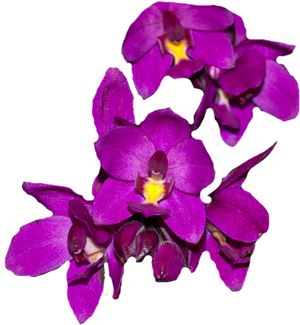 Orquídea Uva, Planta Linda Com Aroma De Uva - Grape (1024x768), Png Download