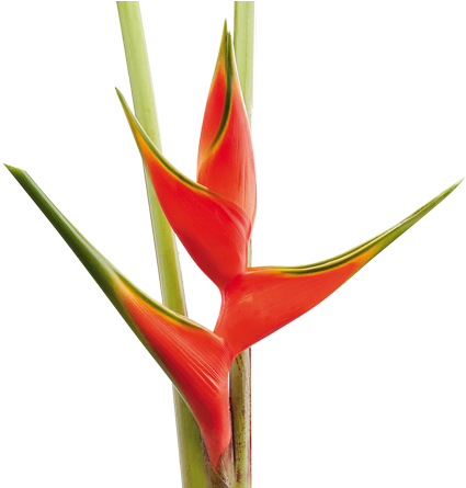 Heliconia Se Han Descrito Más De 250 Especies, De Las - Heliconias Hd Png (570x444), Png Download