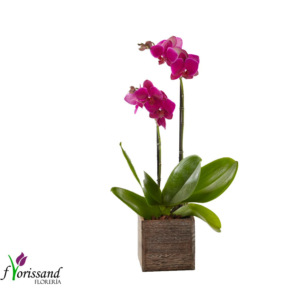 Orquídeas Phalenopsis - Orchids (1200x1000), Png Download