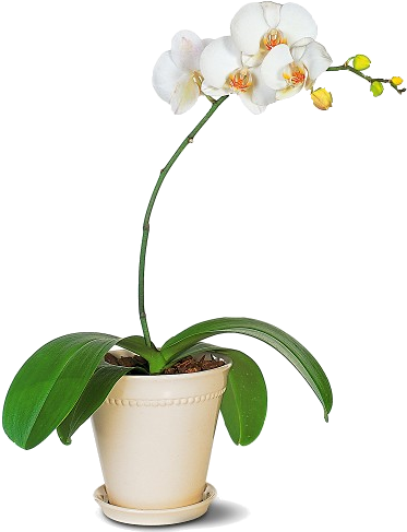 Propagando Orquídeas Desde Semilla En Casa - Phalaenopsis Orchid Png (445x500), Png Download