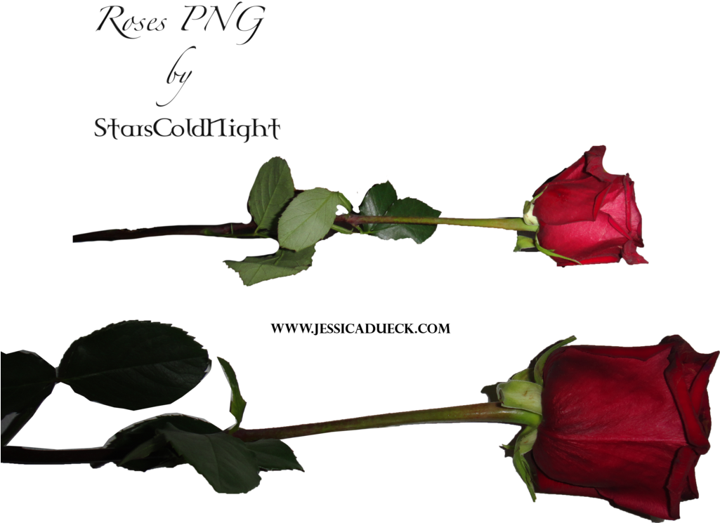 Rose Png Deviantart - Rose On Floor Png (1024x771), Png Download