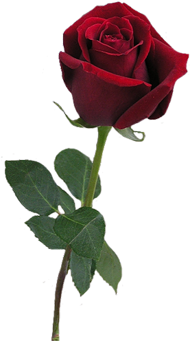 Every Now And Then, A Lady Would Appreciate A Flower, - Blood Red Rose Png (291x500), Png Download