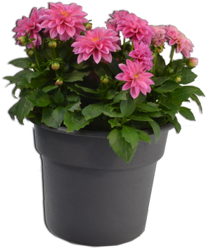 Dahlia (378x378), Png Download