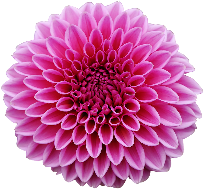 Dahlia Png Pic - Lps Sarvivalas (960x640), Png Download