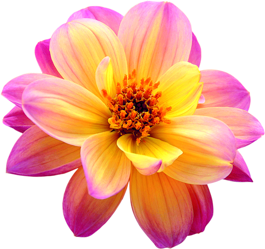 Dahlia Png Image - Dahlia Dreamy Fantasy (612x591), Png Download