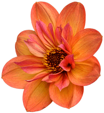 Dahlia Tigers Eye - African Daisy (356x386), Png Download