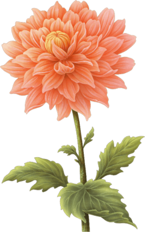 Download Free Png Dahlia Png Images Transparent - Dahlia Flower Png ...