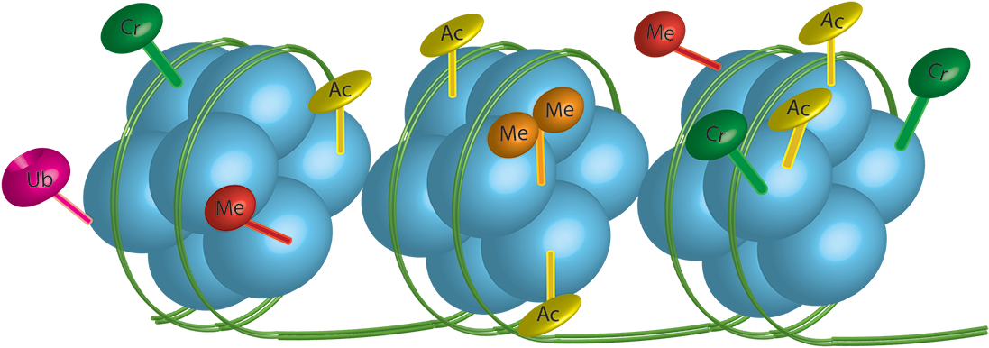 Michael Goldstein Lab - Radiation Oncologist (1123x468), Png Download