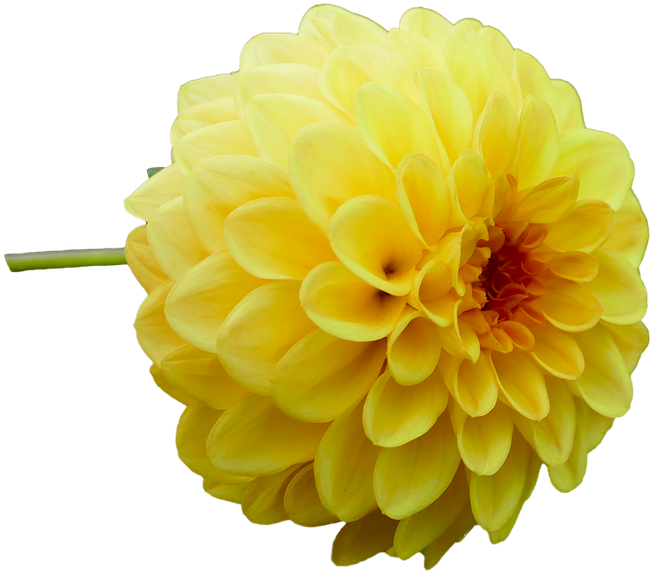 Dahlia, Dahlia Flower, Yellow, Garden, Late Summer - Stock.xchng (720x720), Png Download