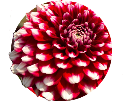 Circular Close-up Photo Of Checkers, A Red With White - Swan Island Dahlias (400x400), Png Download