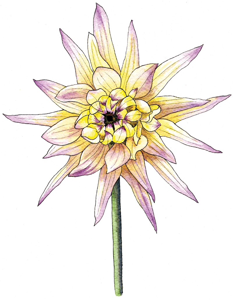 Illustration By Helen Krayenhoff (800x1031), Png Download