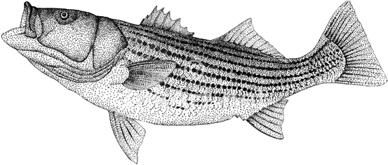 Striped Bass Sticker (oval) (727x245), Png Download