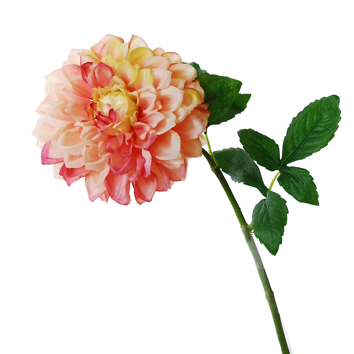Dahlia-pink - Dahlia (1464x1464), Png Download