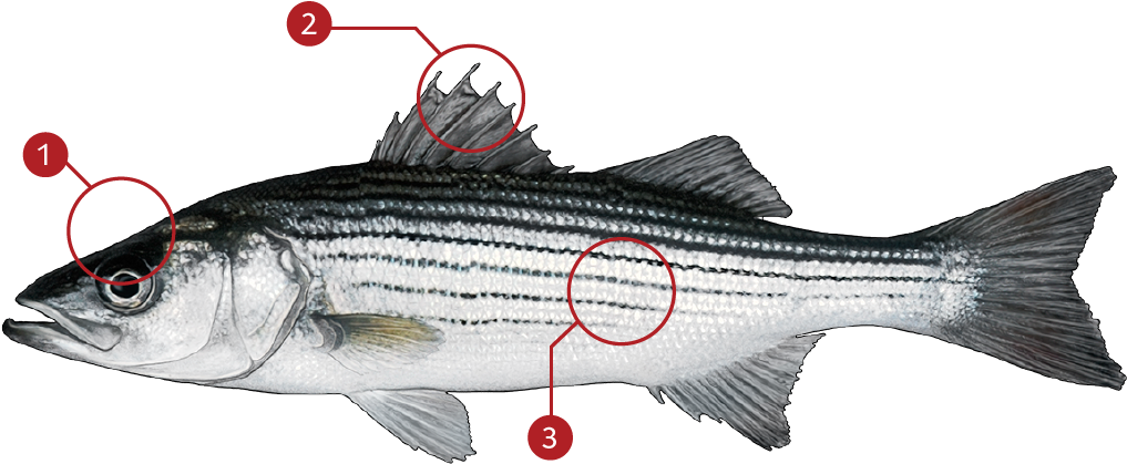 How To Identify A Striped Bass - Striped Bass Images Black And White (1062x432), Png Download