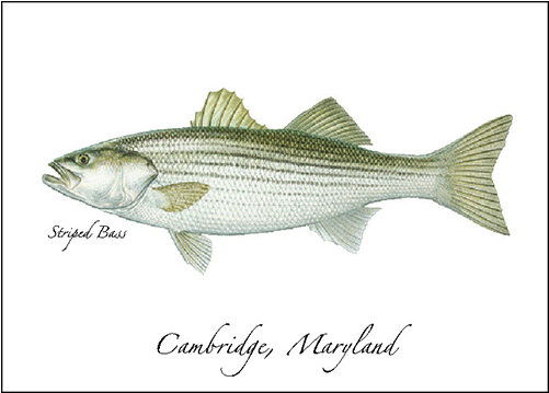 Striped Bass (500x500), Png Download