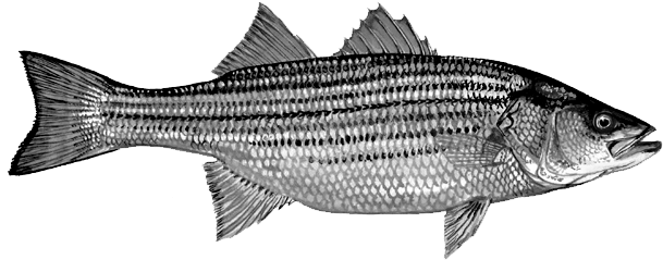 Where To Find It - Striper Bass (623x247), Png Download