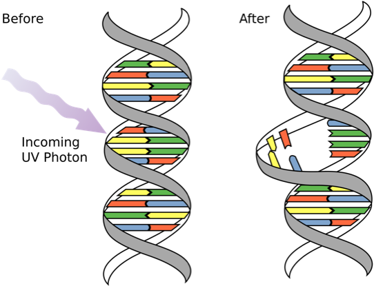 Gene Mutation Aliens, Gene Mutation, Cartoon, Alien - Dna Mutations (773x483), Png Download