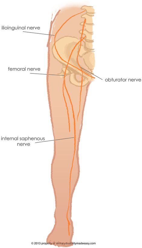 Parent Directory - Nerves Of The Leg (494x824), Png Download