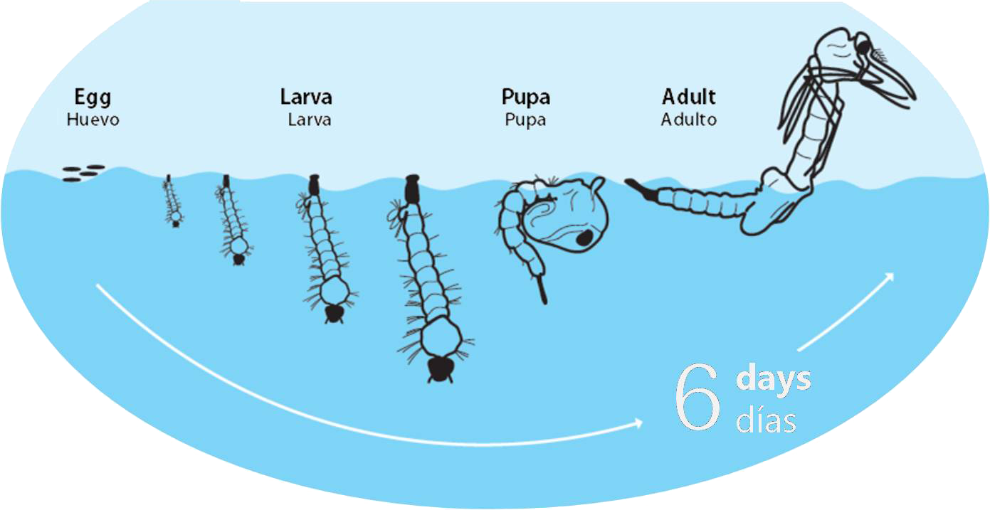 Ciclo De Vida Del Mosquito Tigre - Mosquitos Ciclo De Vida (1391x717), Png Download