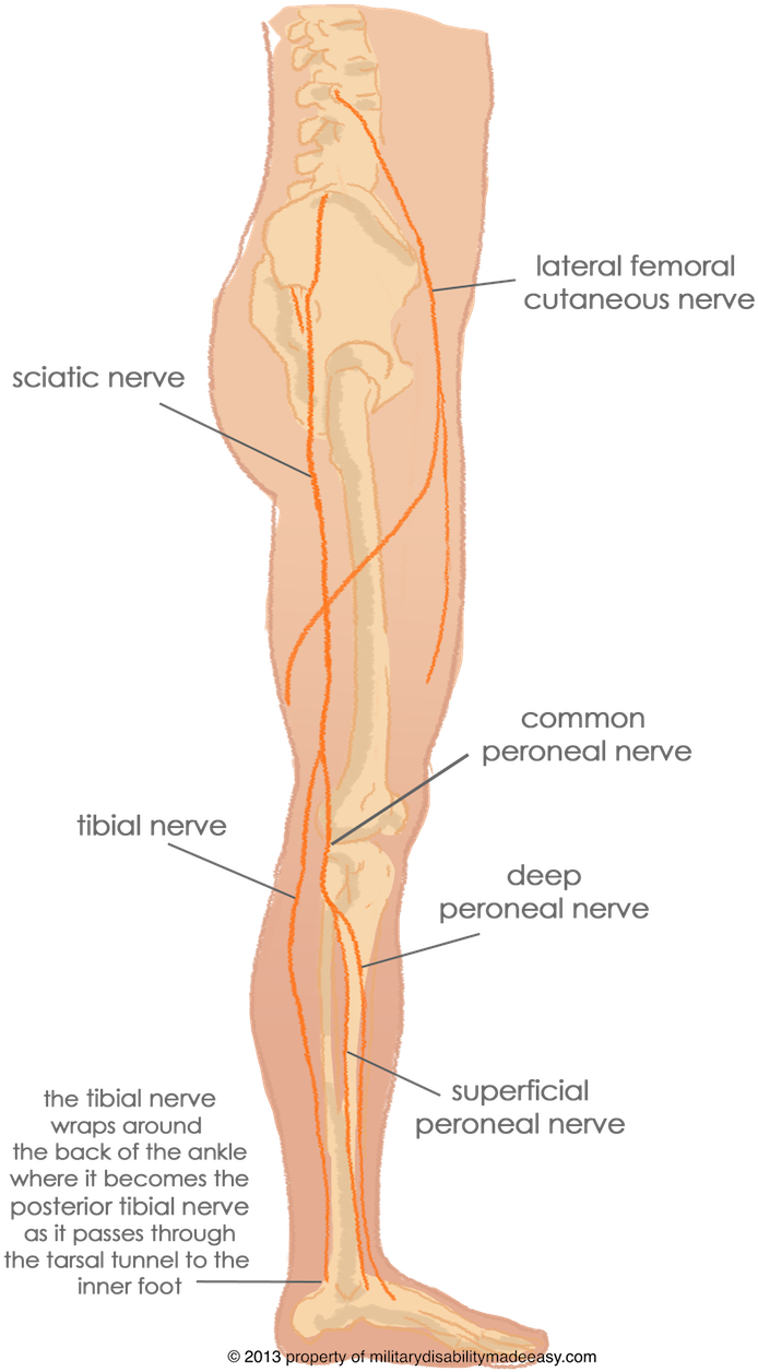 Jpg Royalty Free Stock Nerves Of The Back - Nerves Of The Leg (720x1268), Png Download