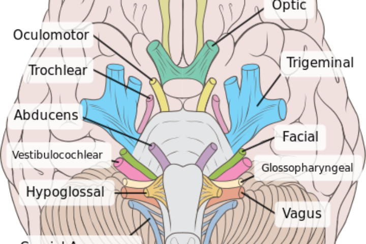 All 12 Cranial Nerves And Their Function - Inferior View Of The Brain (720x480), Png Download