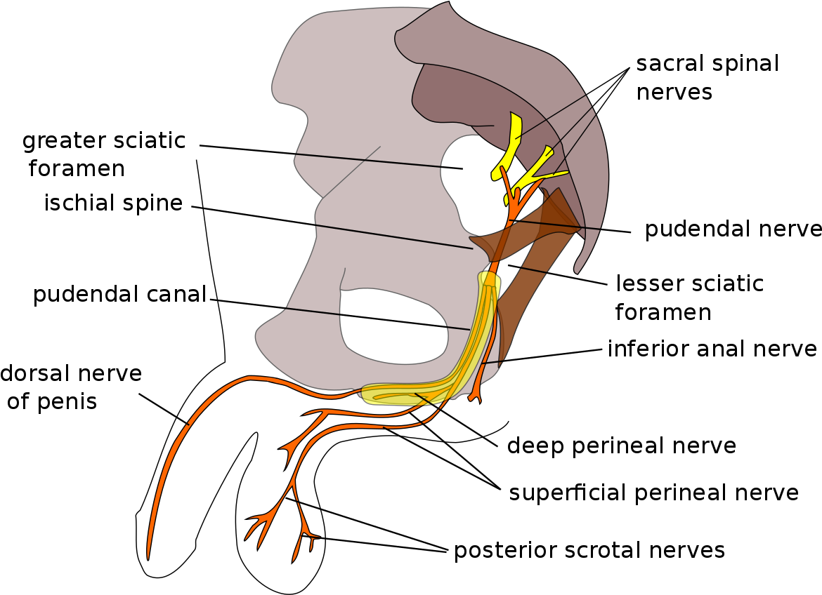 Pudendal Nerve (1200x855), Png Download