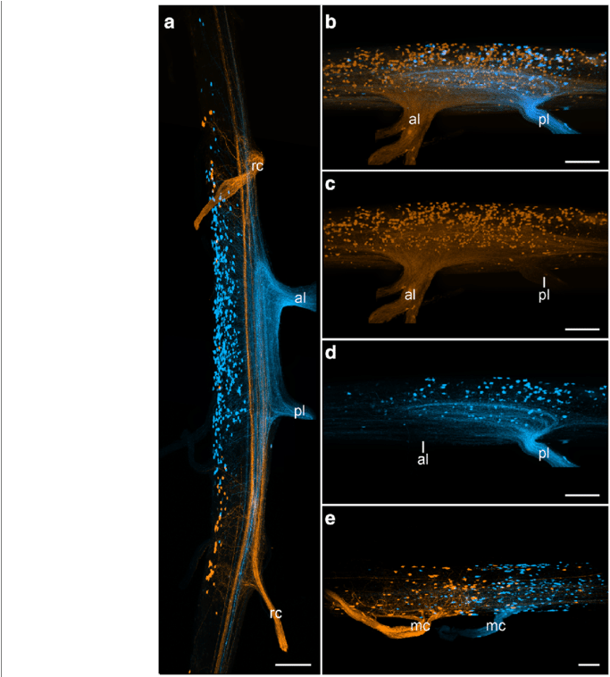Retrograde Tracing Of Nerves Associated With The Ventral - Retrograde Tracing (850x757), Png Download
