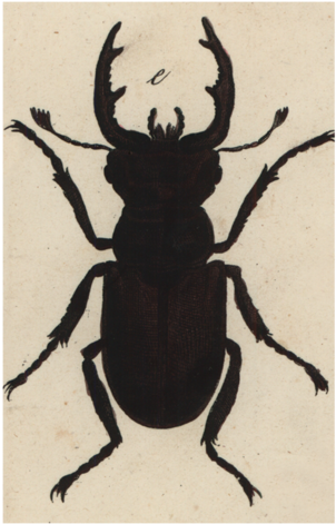 Insect Silhouette - Beetle (500x500), Png Download