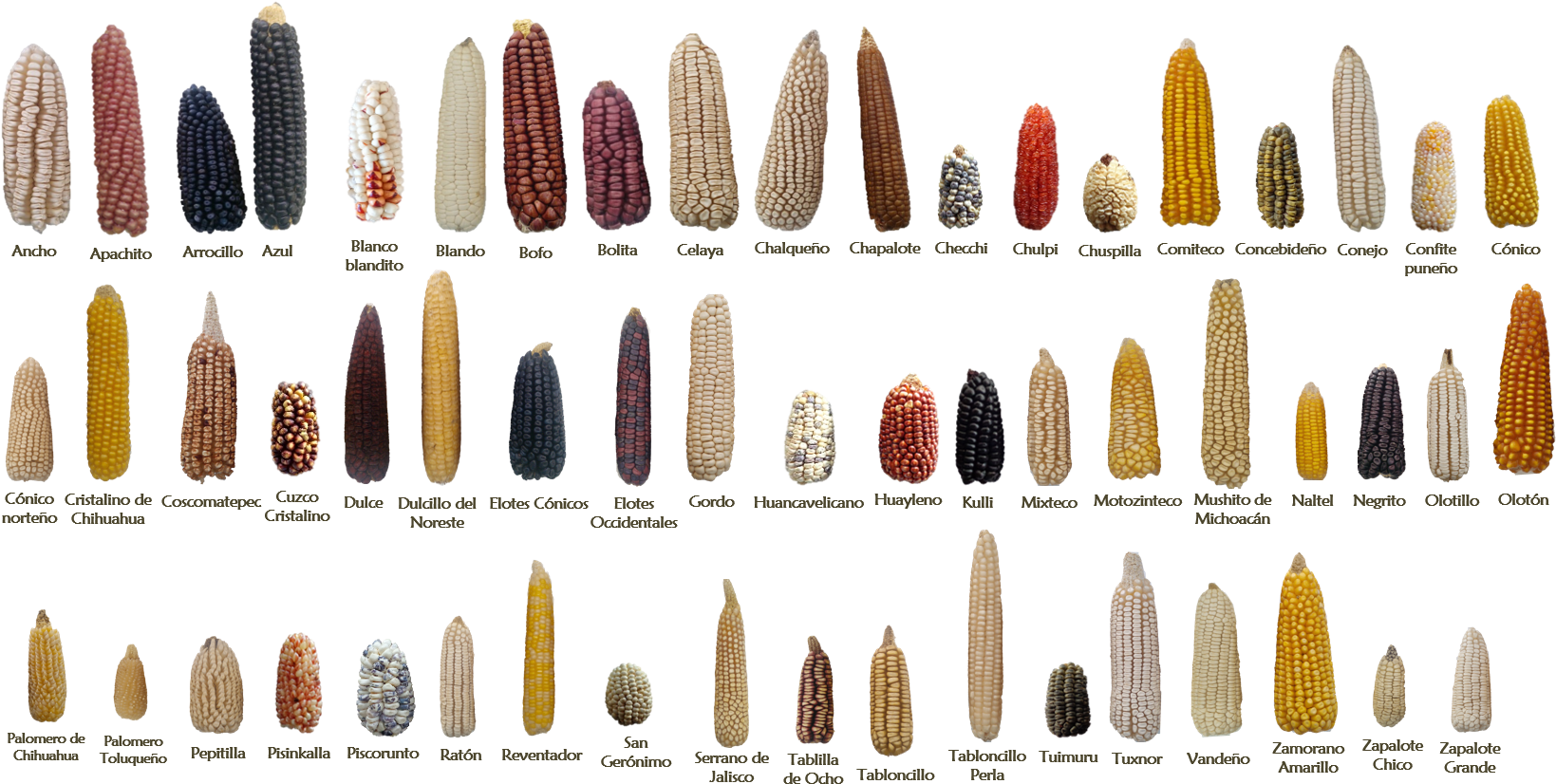 Examples Of Some Of The 59 Native Mexican Maize Landraces - Que Es Diversidad Genetica (1662x843), Png Download