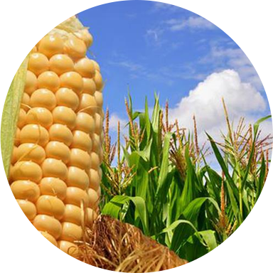 Maíz - Dia Mundial Del Maiz (384x384), Png Download