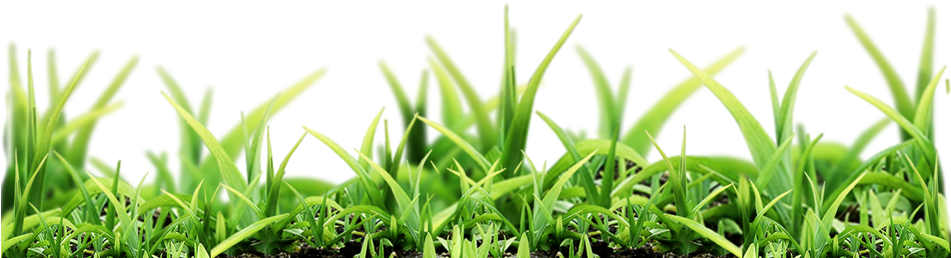 Austar México - Nature Png (950x293), Png Download