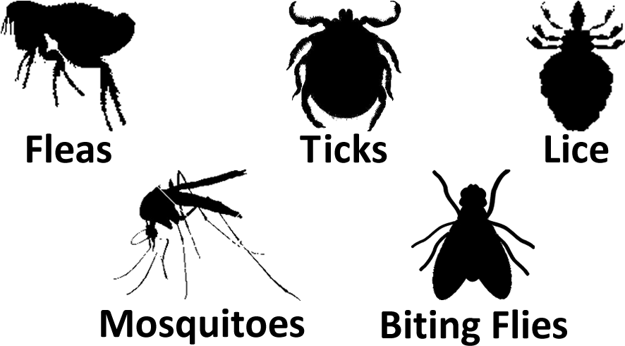 Fleas Lice Ticks Mosquitoes Biting Flies - Insect (1000x500), Png Download