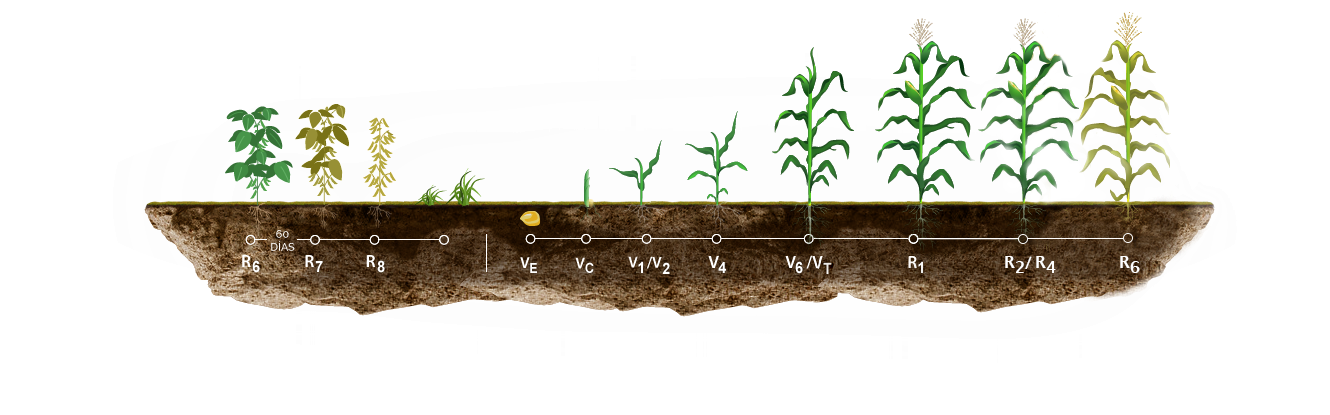 Etapas En El Cultivo De Maíz - Etapas Del Cultivo De Maiz (1329x433), Png Download