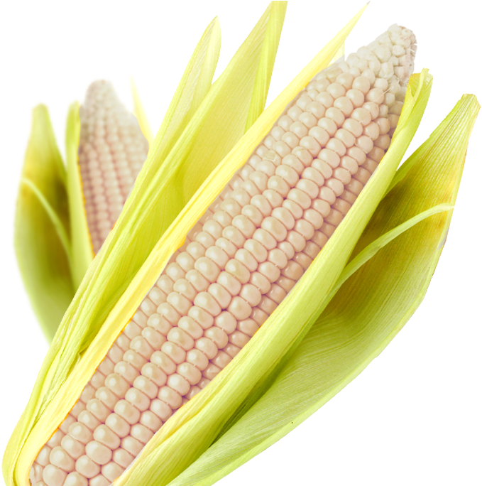 Maiz Para La Industria De La Maza Y La Tortilla - Maize (702x683), Png Download