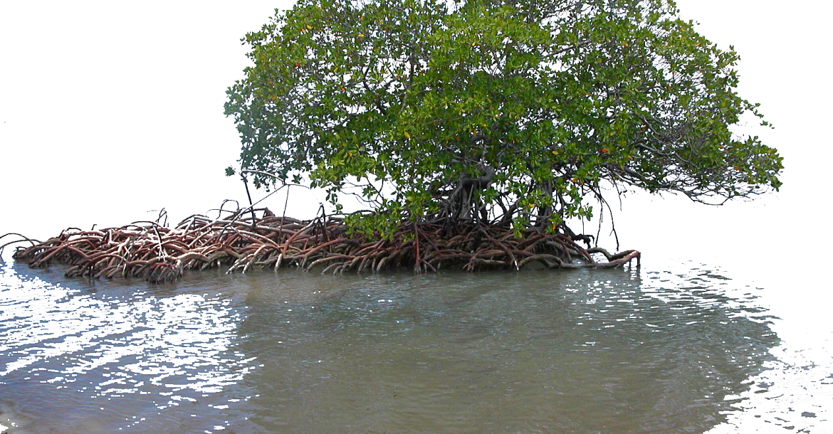 Mangroves Papua New Guinea (1170x610), Png Download