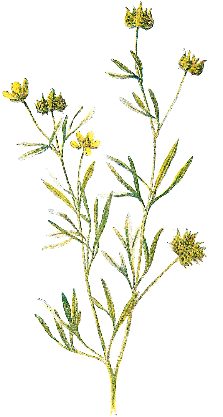 Free Flower Graphic - Flower Lithograph (932x1600), Png Download