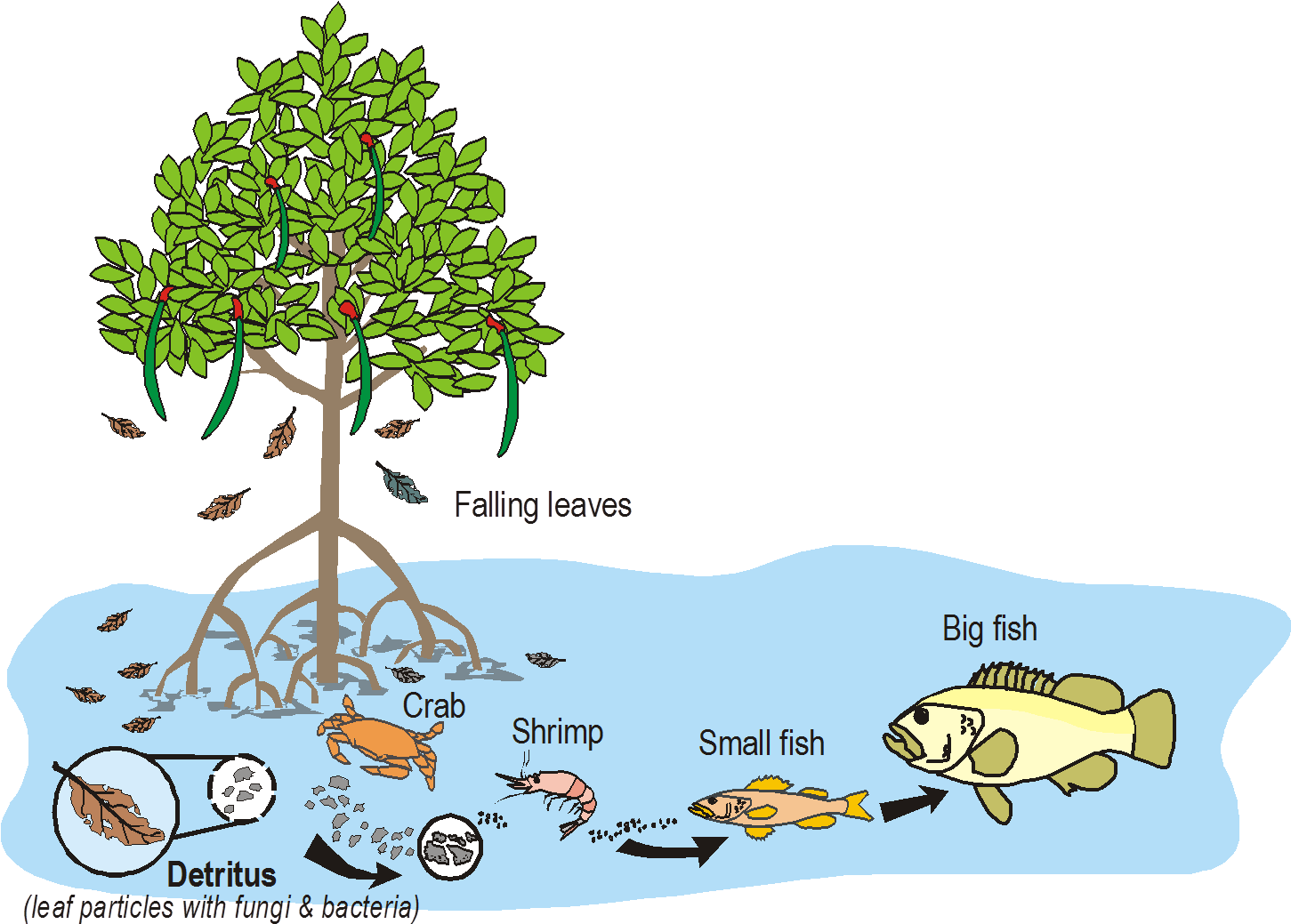 Nursery Of The Sea - Mangrove As Nursery Ground (1462x1050), Png Download