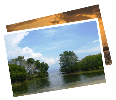 Mangrove Tour Lembongan - Mangrove Forest (385x330), Png Download